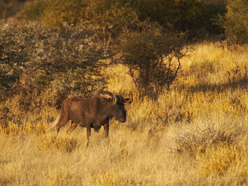 Mount Etjo, Gnu